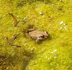 Crinia flindersensis