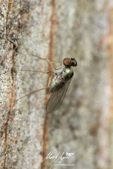Medeterinae