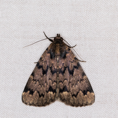 Mormoscopa phricozona