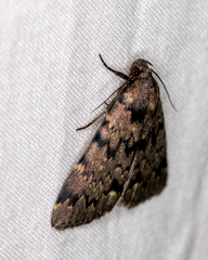 Mormoscopa phricozona