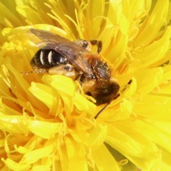 Andrena dorsata