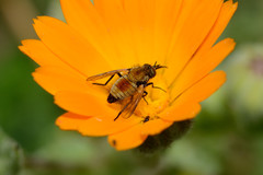 Usia versicolor