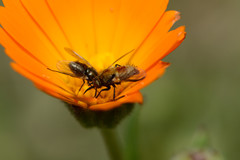 Usia versicolor