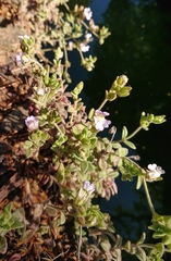 Chaenorhinum villosum granatensis