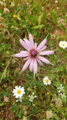 Tragopogon eriospermus