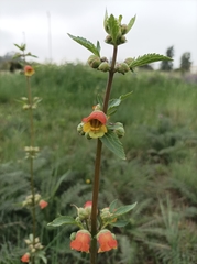 Scrophularia sambucifolia
