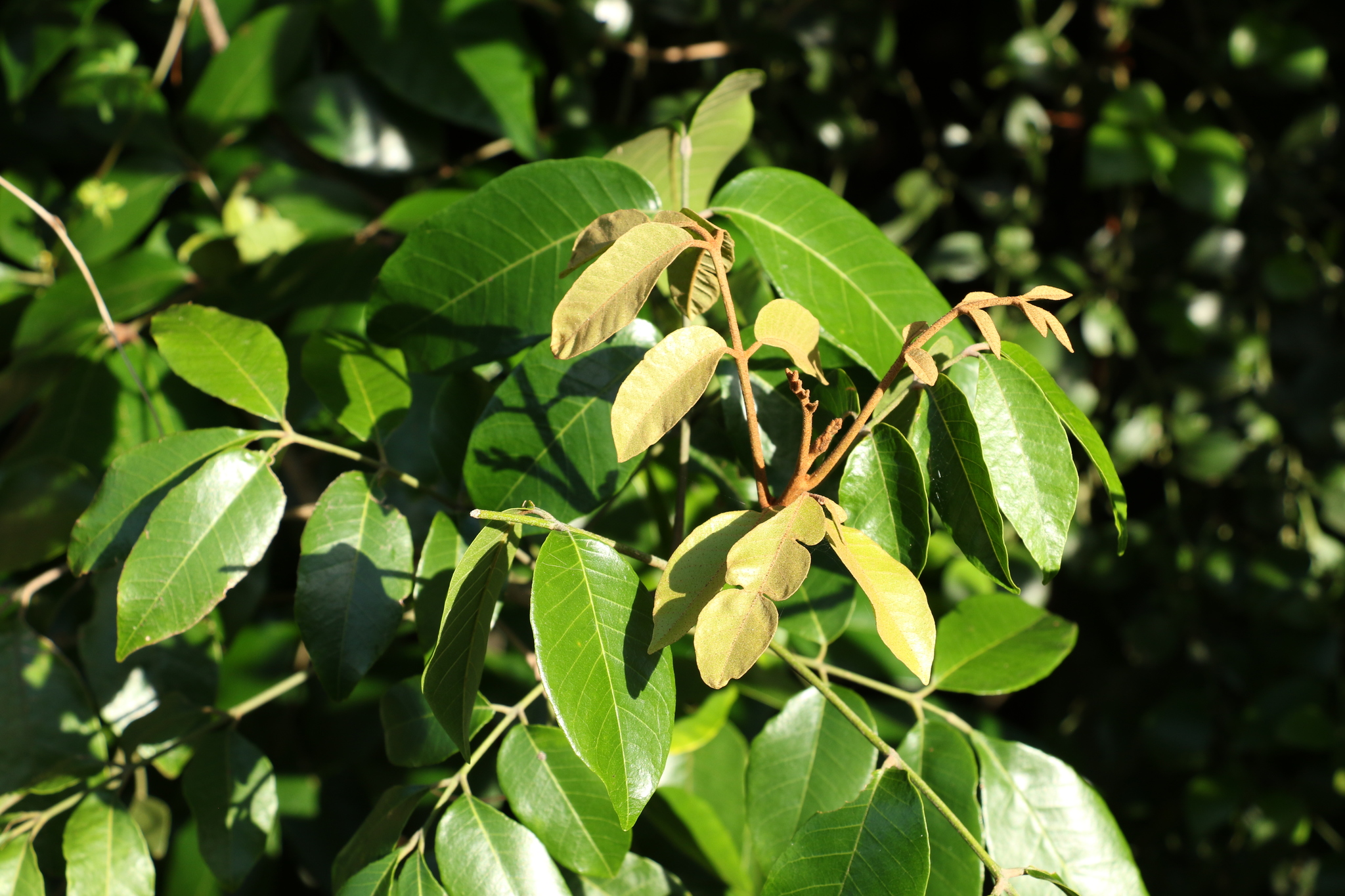 Aglaia brownii