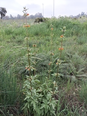 Scrophularia sambucifolia