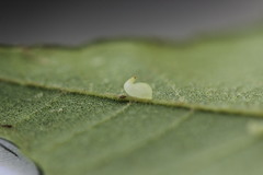 Caryomyia recurvata