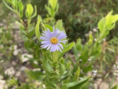 Olearia rudis