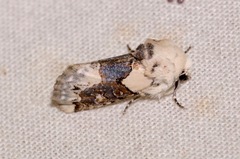Triocnemis saporis