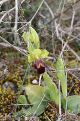 Ophrys vasconica