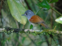 Dysithamnus xanthopterus