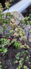 Chenopodium ficifolium