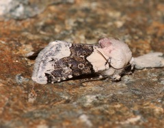Triocnemis saporis
