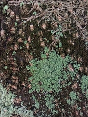 Leprocaulaceae