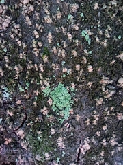 Leprocaulaceae
