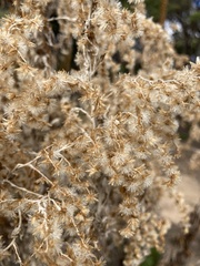 Apalochlamys spectabilis