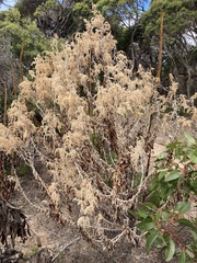 Apalochlamys spectabilis