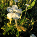 Barleria acanthoides - Photo (c) mgrandis, algunos derechos reservados (CC BY-NC), uploaded by mgrandis