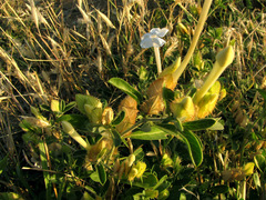 Barleria buxifolia image