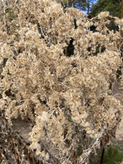 Apalochlamys spectabilis