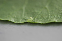 Caryomyia recurvata