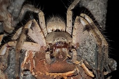 Isopedella conspersa