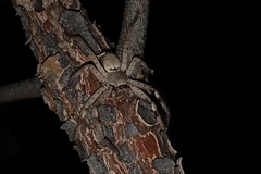 Isopedella conspersa