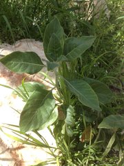 Withania somnifera