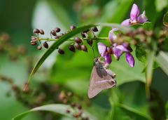Hasora chromus chromus