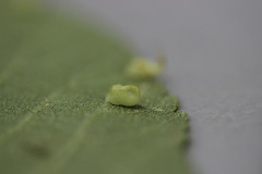 Caryomyia recurvata