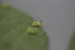 Caryomyia recurvata