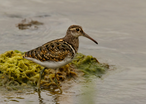 Greater Painted-Snipe