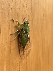 Kikihia peninsularis