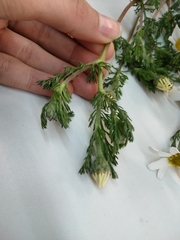 Anacyclus