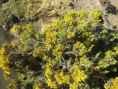 Parastrephia quadrangularis