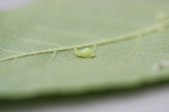 Caryomyia recurvata