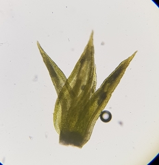Trichostomum meridionale