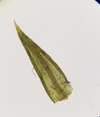 Trichostomum meridionale