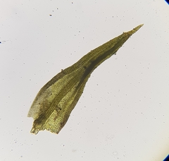 Trichostomum meridionale