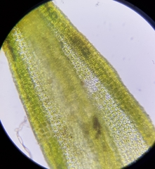 Trichostomum meridionale