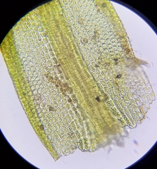 Trichostomum meridionale