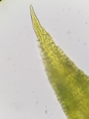 Trichostomum meridionale
