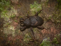 Notocalviceps rarus