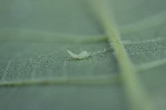 Caryomyia recurvata