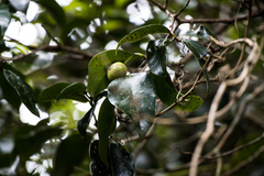 Cryptocarya natalensis