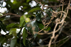 Cryptocarya natalensis