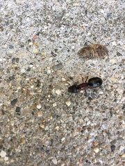 Camponotus novaeboracensis