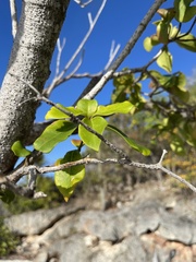 Erythroxylum havanense